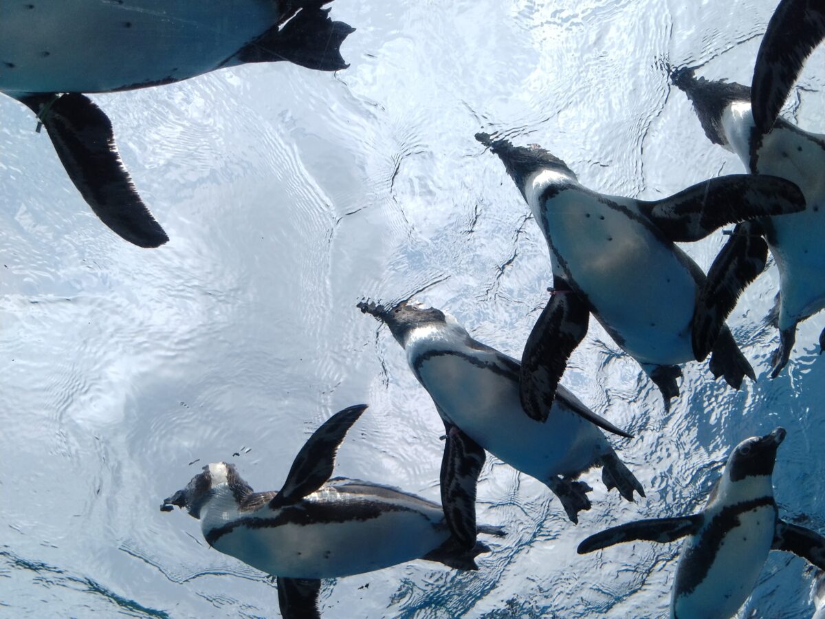 全日外出⓹(サンシャイン水族館)の写真(東京都荒川区)